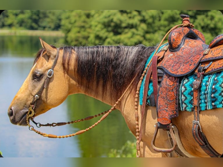 American Quarter Horse Ruin 3 Jaar 150 cm Buckskin in Robards, KY