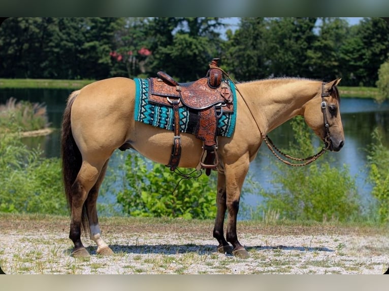 American Quarter Horse Ruin 3 Jaar 150 cm Buckskin in Robards, KY