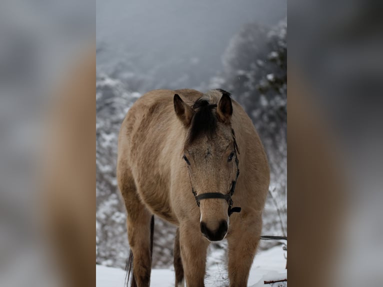 American Quarter Horse Ruin 3 Jaar 150 cm Buckskin in Etschberg