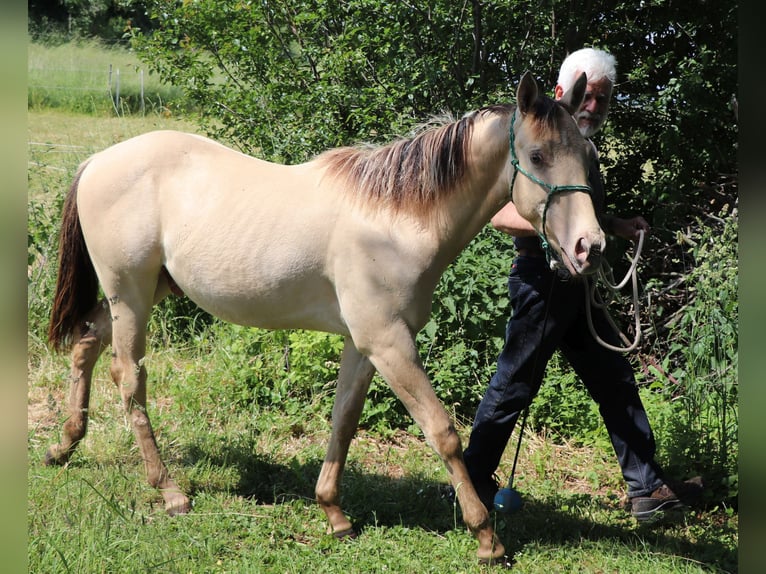 American Quarter Horse Ruin 3 Jaar 150 cm Champagne in Müglitztal