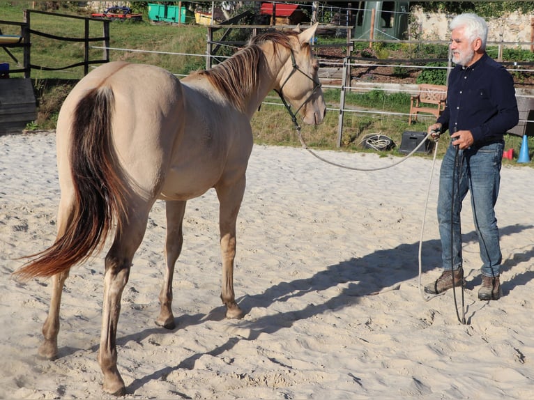 American Quarter Horse Ruin 3 Jaar 150 cm Champagne in Müglitztal