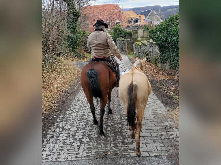 American Quarter Horse Ruin 3 Jaar 150 cm Champagne in Müglitztal