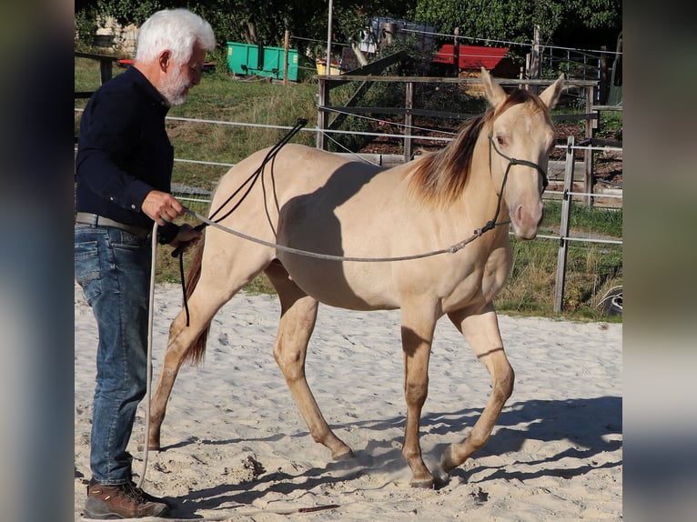 American Quarter Horse Ruin 3 Jaar 150 cm Champagne in Müglitztal