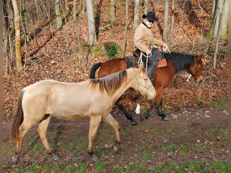 American Quarter Horse Ruin 3 Jaar 150 cm Champagne in Müglitztal