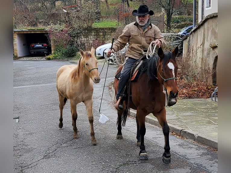 American Quarter Horse Ruin 3 Jaar 150 cm Champagne in Müglitztal