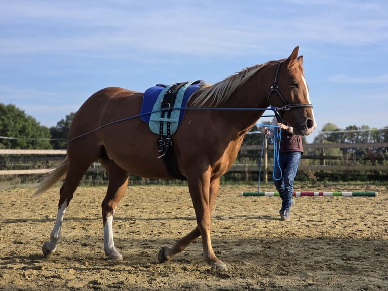 American Quarter Horse Ruin 3 Jaar 150 cm  in Havixbeck