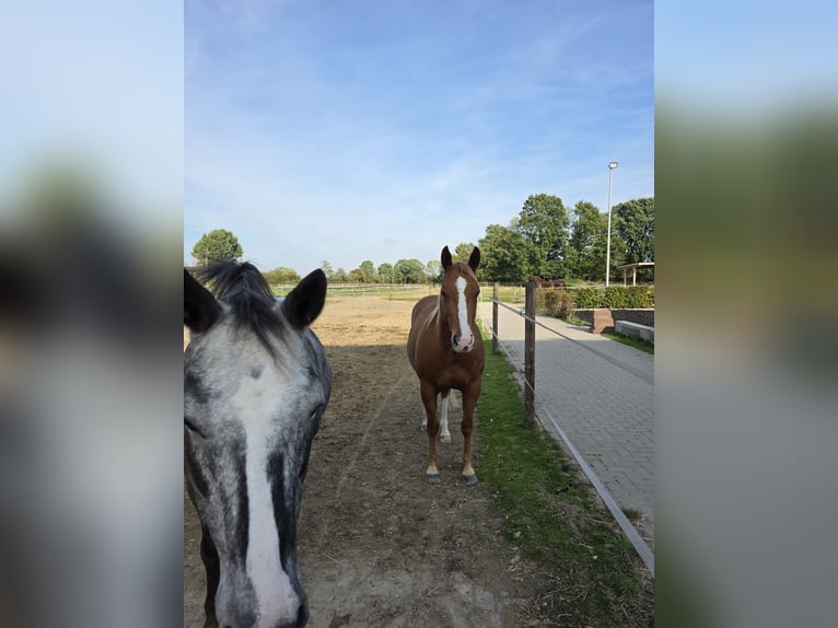 American Quarter Horse Ruin 3 Jaar 150 cm  in Havixbeck