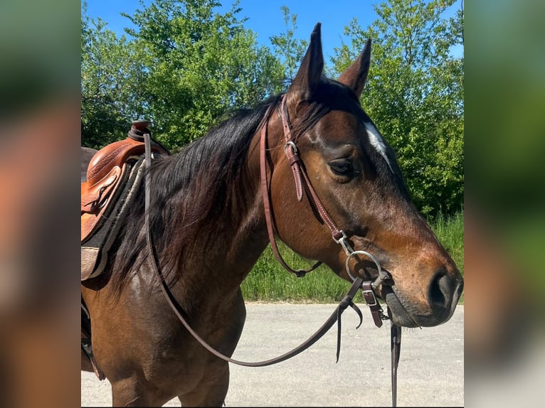 American Quarter Horse Ruin 3 Jaar 150 cm Donkerbruin in Eging am See