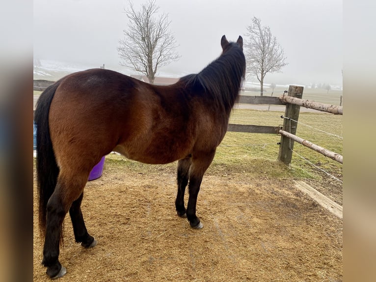 American Quarter Horse Ruin 3 Jaar 150 cm Donkerbruin in Eglfing