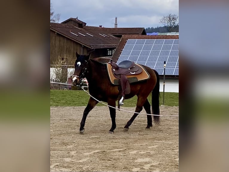 American Quarter Horse Ruin 3 Jaar 150 cm Donkerbruin in Eglfing