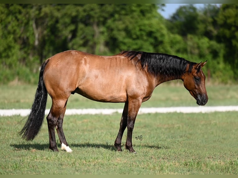 American Quarter Horse Ruin 3 Jaar 150 cm Falbe in Waco, TX