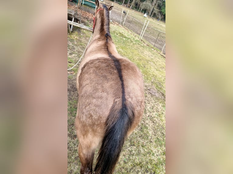 American Quarter Horse Ruin 3 Jaar 150 cm Grullo in Scharnhorst