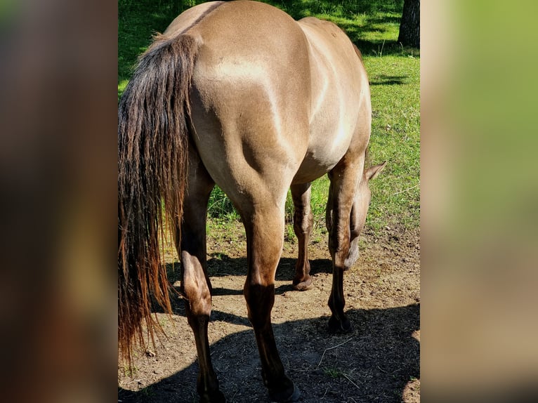 American Quarter Horse Ruin 3 Jaar 150 cm Grullo in Scharnhorst