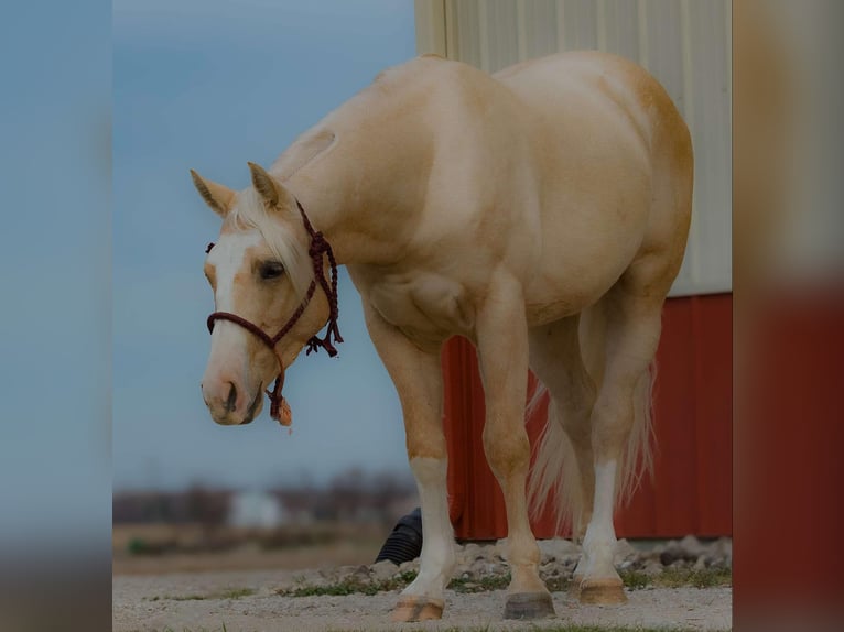 American Quarter Horse Ruin 3 Jaar 150 cm Palomino in Joy, IL