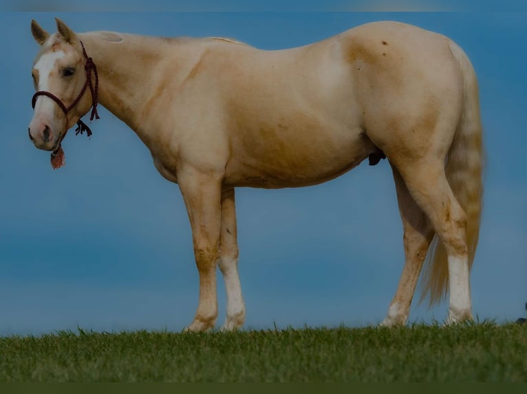 American Quarter Horse Ruin 3 Jaar 150 cm Palomino in Joy, IL