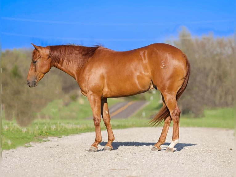 American Quarter Horse Ruin 3 Jaar 150 cm in Marshall, MO