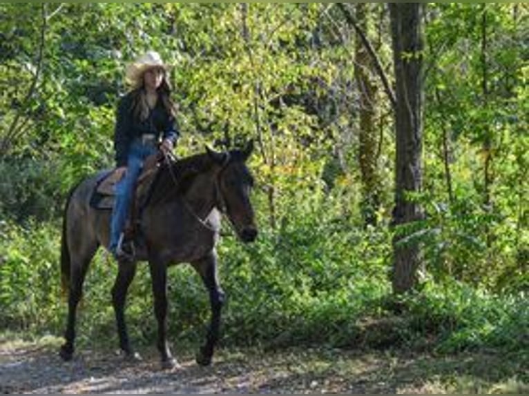 American Quarter Horse Ruin 3 Jaar 150 cm Roan-Bay in Landisburg, PA