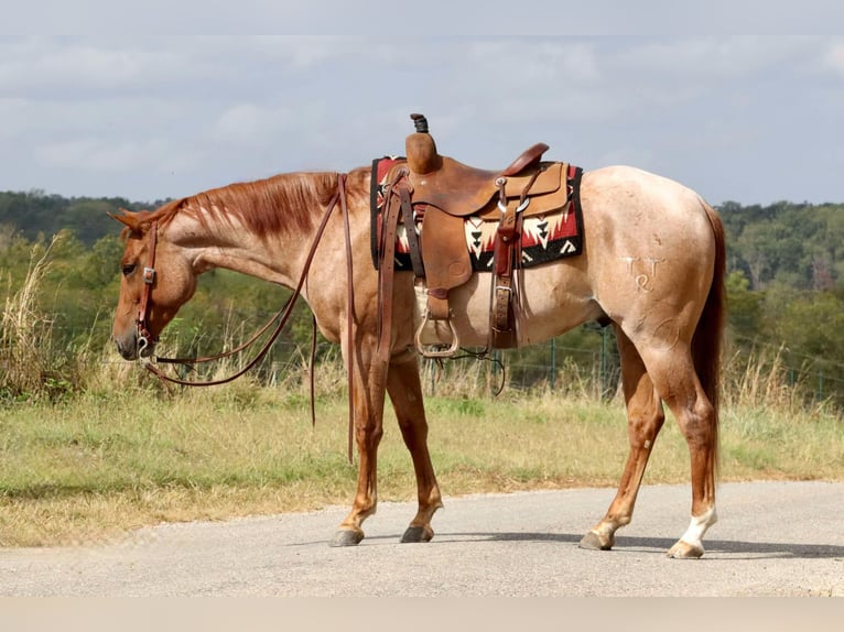 American Quarter Horse Ruin 3 Jaar 150 cm Roan-Red in Mount Vernon