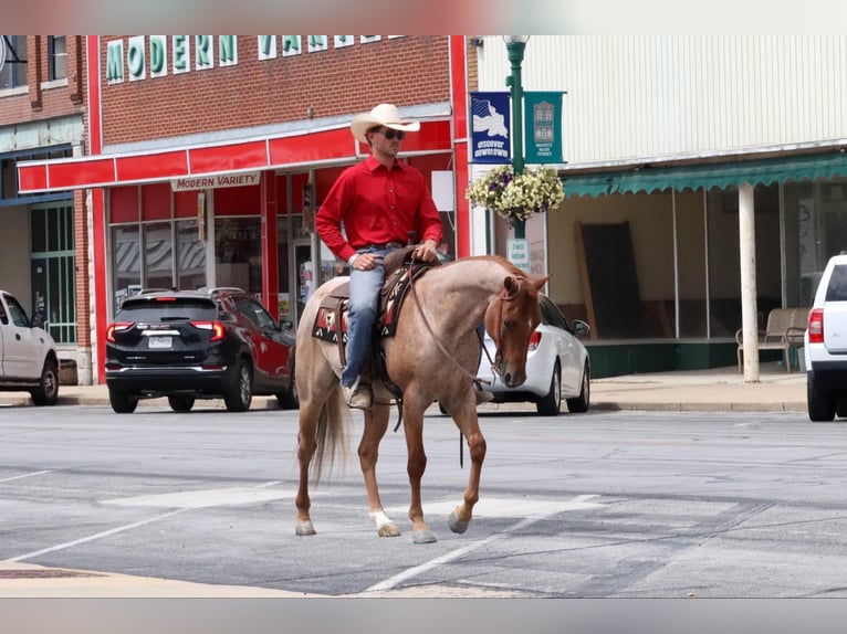 American Quarter Horse Ruin 3 Jaar 150 cm Roan-Red in Mount Vernon