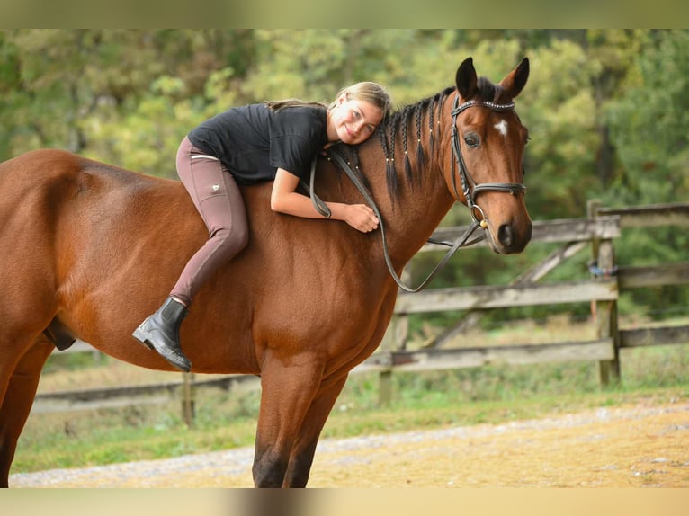 American Quarter Horse Ruin 3 Jaar 150 cm Roodbruin in New Holland