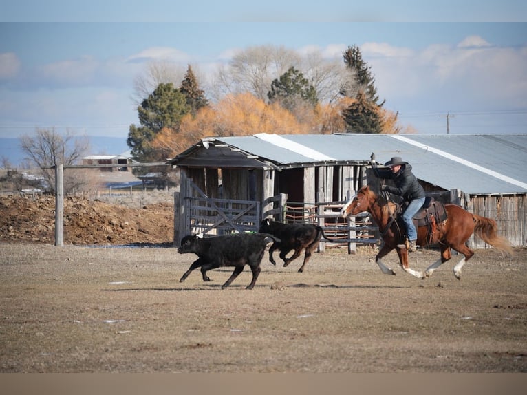 American Quarter Horse Ruin 3 Jaar 150 cm Roodvos in Saint Anthony