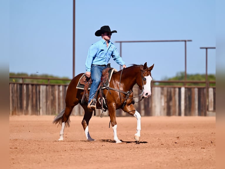 American Quarter Horse Ruin 3 Jaar 150 cm Roodvos in Waco