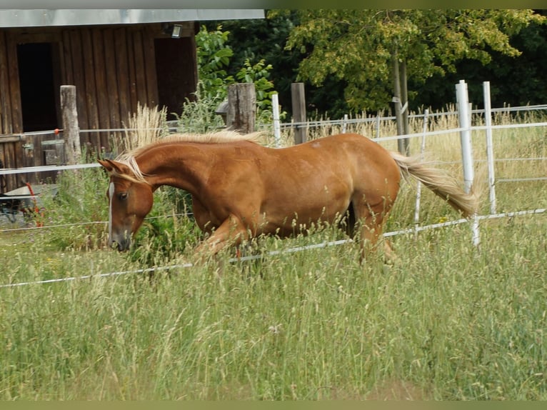 American Quarter Horse Ruin 3 Jaar 150 cm Vos in Linsburg
