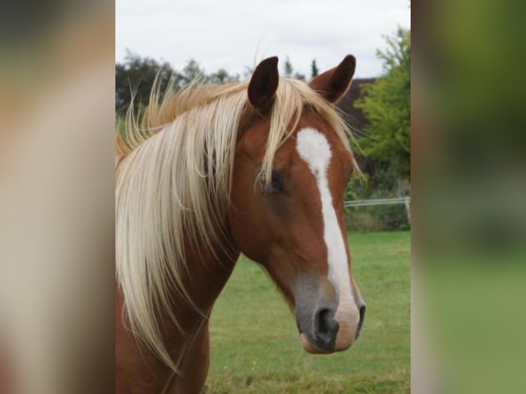 American Quarter Horse Ruin 3 Jaar 150 cm Vos in Linsburg