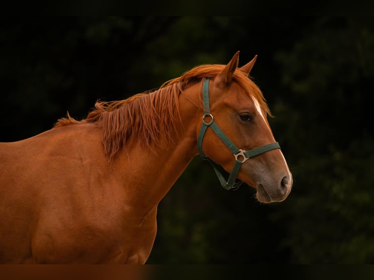 American Quarter Horse Ruin 3 Jaar 150 cm Vos in Zeulenroda-Triebes