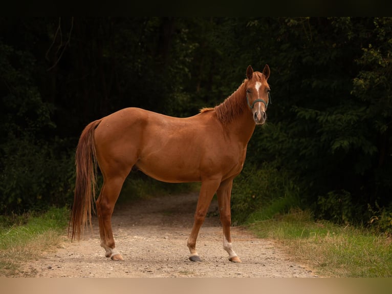 American Quarter Horse Ruin 3 Jaar 150 cm Vos in Zeulenroda-Triebes