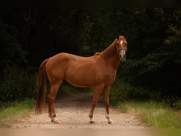 American Quarter Horse Ruin 3 Jaar 150 cm Vos in Zeulenroda-Triebes