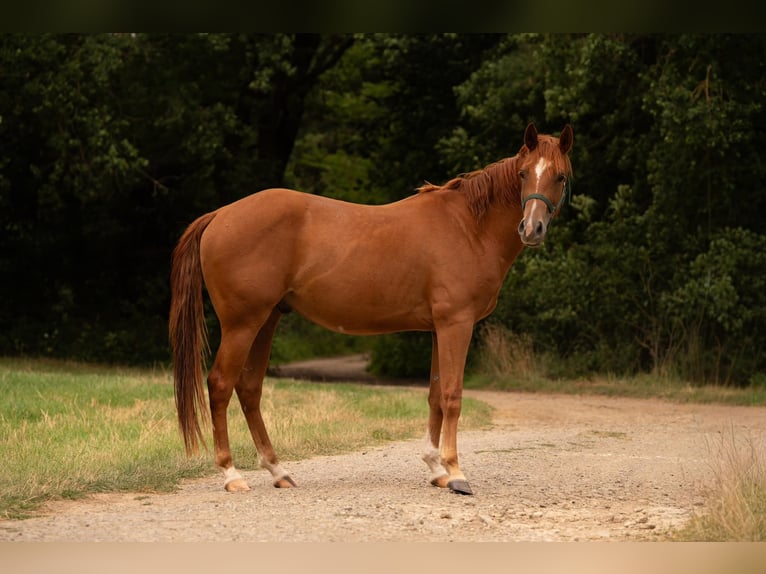 American Quarter Horse Ruin 3 Jaar 150 cm Vos in Zeulenroda-Triebes