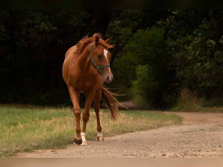 American Quarter Horse Ruin 3 Jaar 150 cm Vos in Zeulenroda-Triebes