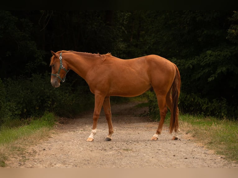 American Quarter Horse Ruin 3 Jaar 150 cm Vos in Zeulenroda-Triebes