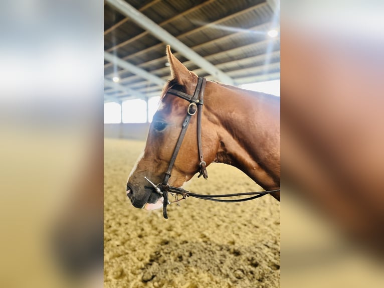 American Quarter Horse Ruin 3 Jaar 150 cm Vos in Selm