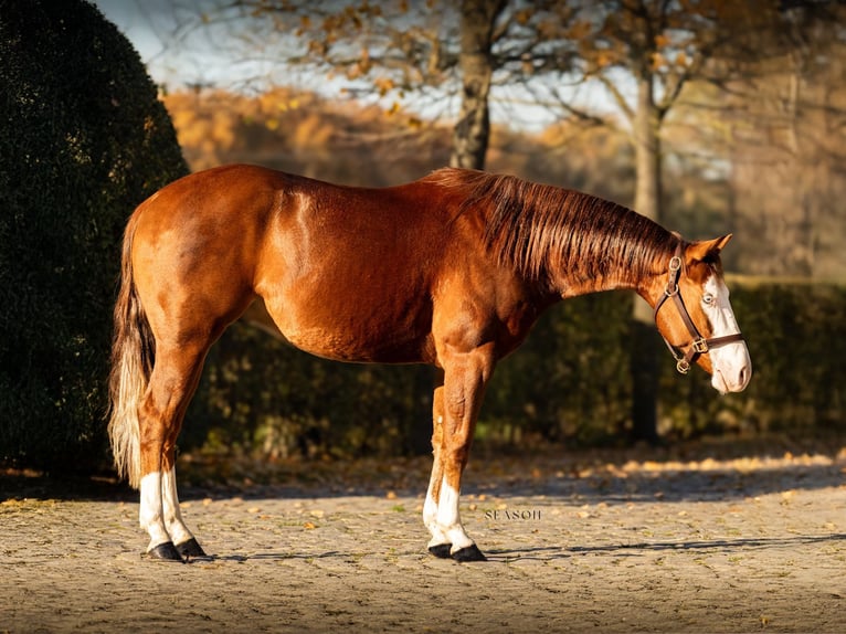 American Quarter Horse Ruin 3 Jaar 150 cm Vos in Werlte