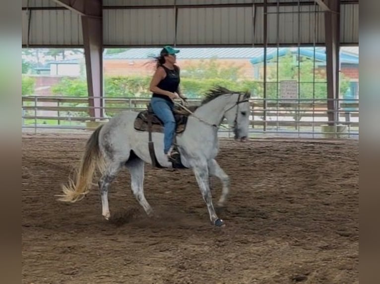 American Quarter Horse Ruin 3 Jaar 151 cm Schimmel in Montgomery