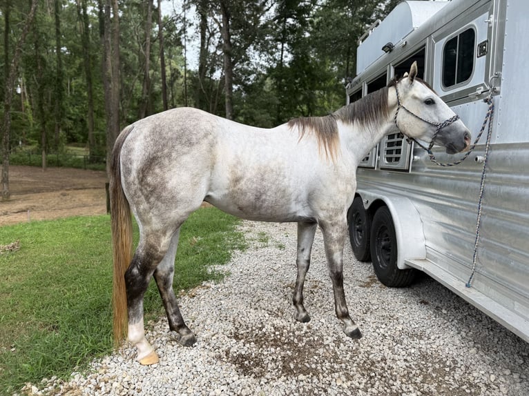 American Quarter Horse Ruin 3 Jaar 151 cm Schimmel in Montgomery