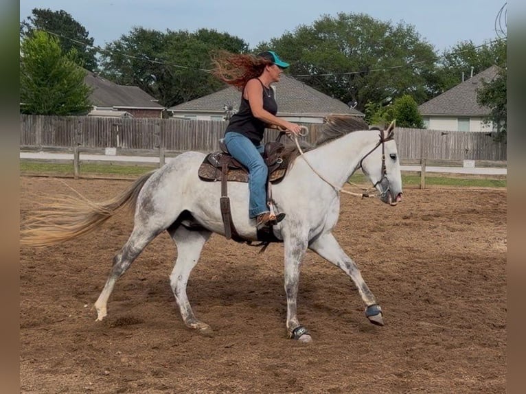 American Quarter Horse Ruin 3 Jaar 151 cm Schimmel in Montgomery