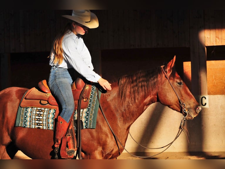 American Quarter Horse Ruin 3 Jaar 151 cm Vos in Falkensee