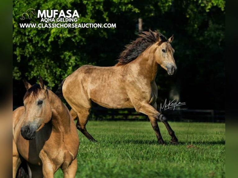 American Quarter Horse Ruin 3 Jaar 152 cm Buckskin in Poplarville.MS