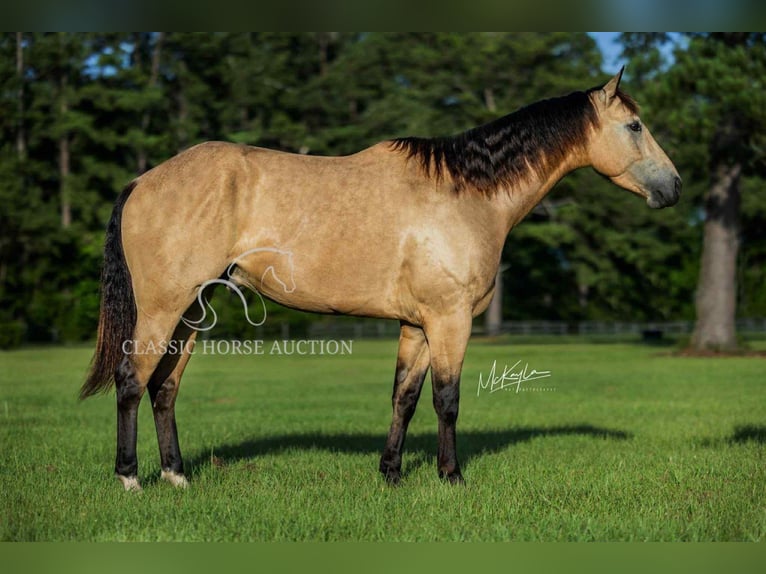American Quarter Horse Ruin 3 Jaar 152 cm Buckskin in Poplarville.MS