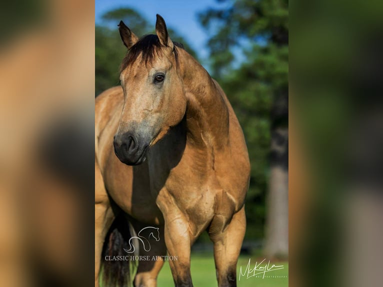 American Quarter Horse Ruin 3 Jaar 152 cm Buckskin in Poplarville.MS