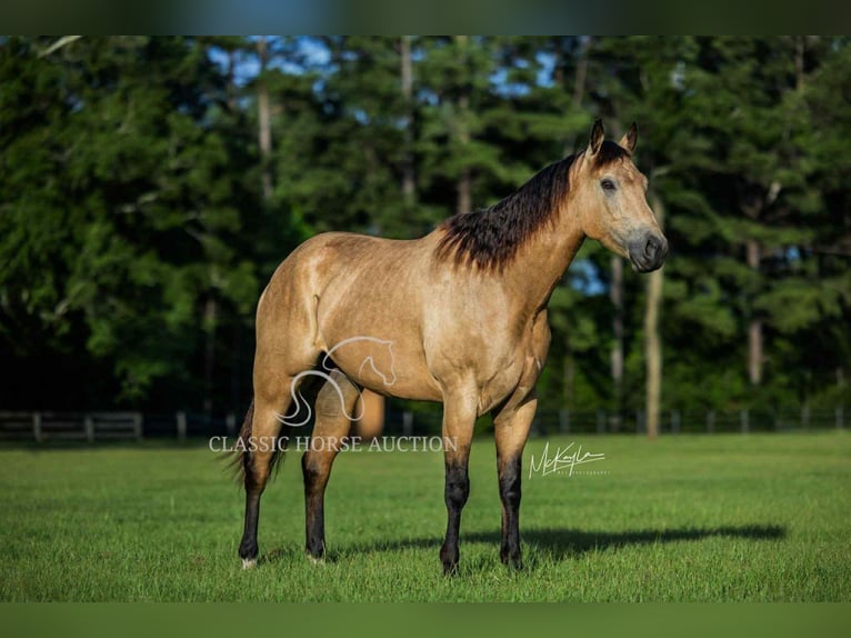 American Quarter Horse Ruin 3 Jaar 152 cm Buckskin in Poplarville.MS