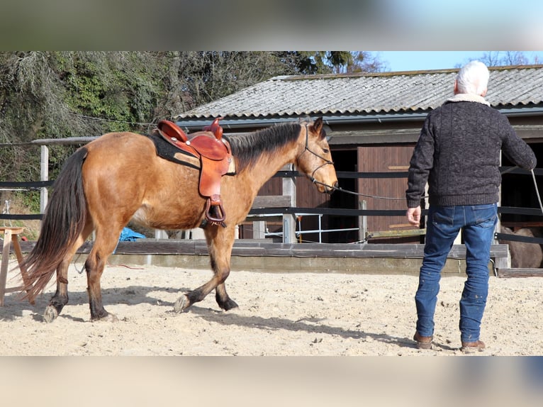 American Quarter Horse Ruin 3 Jaar 152 cm Buckskin in Müglitztal