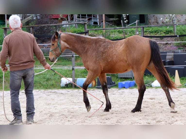 American Quarter Horse Ruin 3 Jaar 152 cm Buckskin in Müglitztal