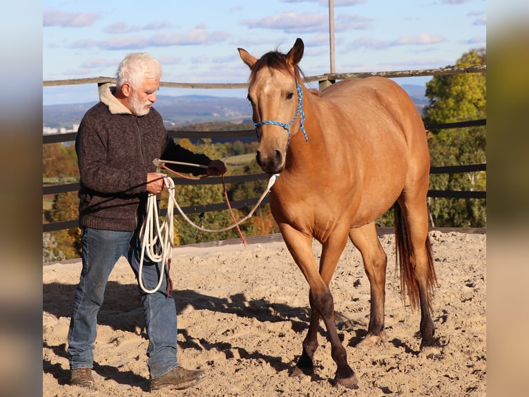 American Quarter Horse Ruin 3 Jaar 152 cm Buckskin in Müglitztal