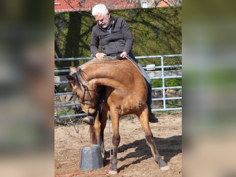 American Quarter Horse Ruin 3 Jaar 152 cm Buckskin in Müglitztal