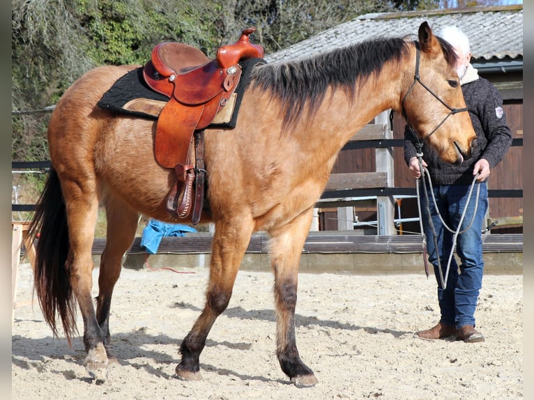 American Quarter Horse Ruin 3 Jaar 152 cm Buckskin in Müglitztal