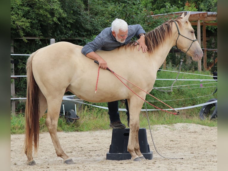 American Quarter Horse Ruin 3 Jaar 152 cm Champagne in Müglitztal